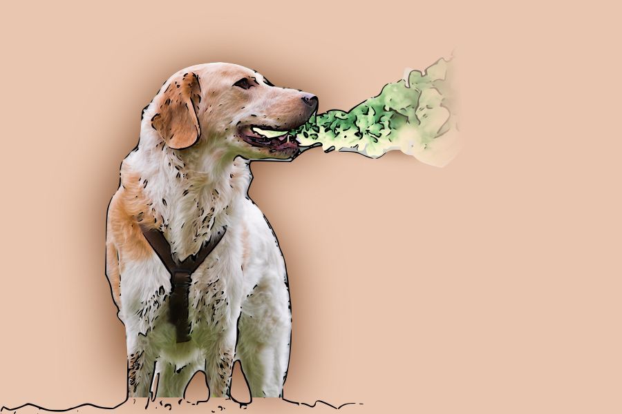 Immagine stilistica di un Golden Retriever che puzza dalla bocca - Grafica verde che esce dalla bocca come una nuvola