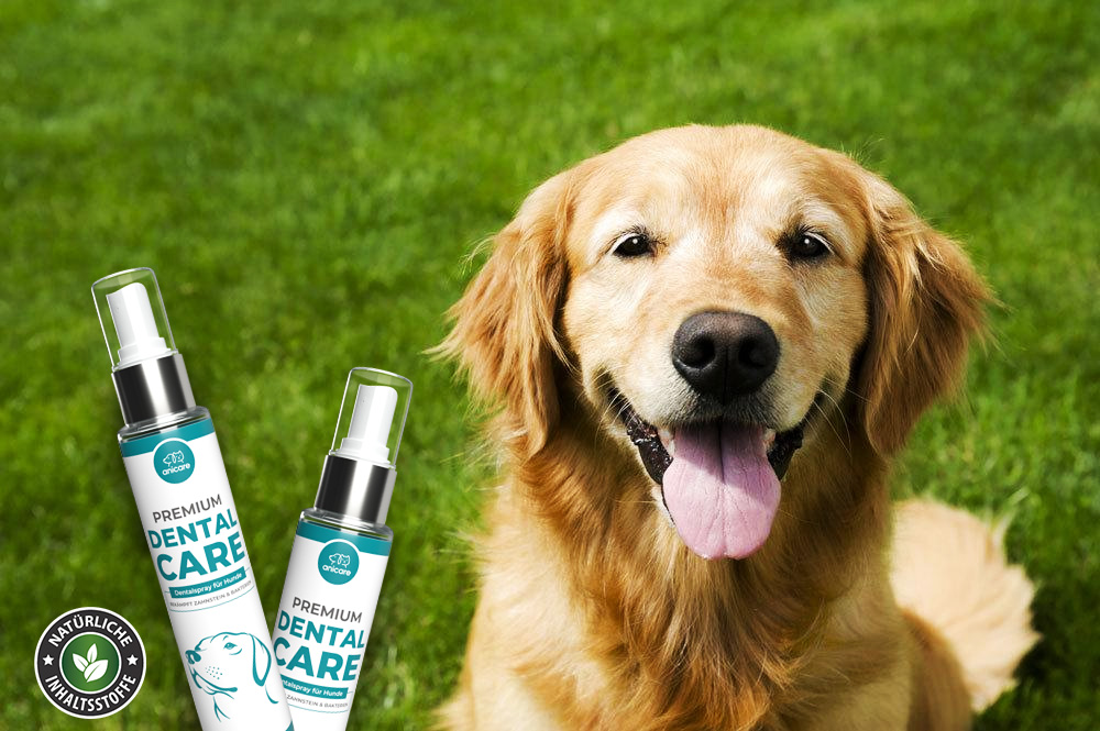 Golden Retriever su prato verde con Anicare Premium Dental Care Sprays