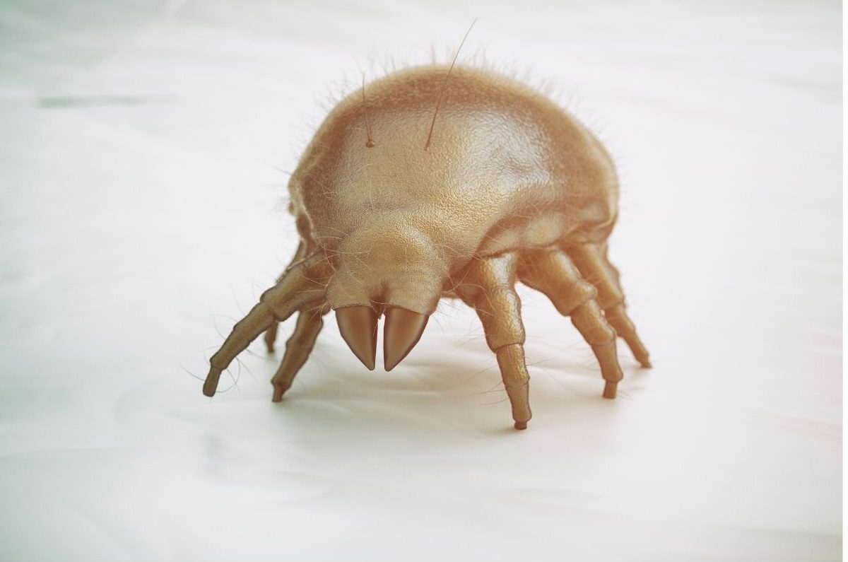 Quindi gli acari non hanno possibilità nei cani Natural Itch Conto Conditioner