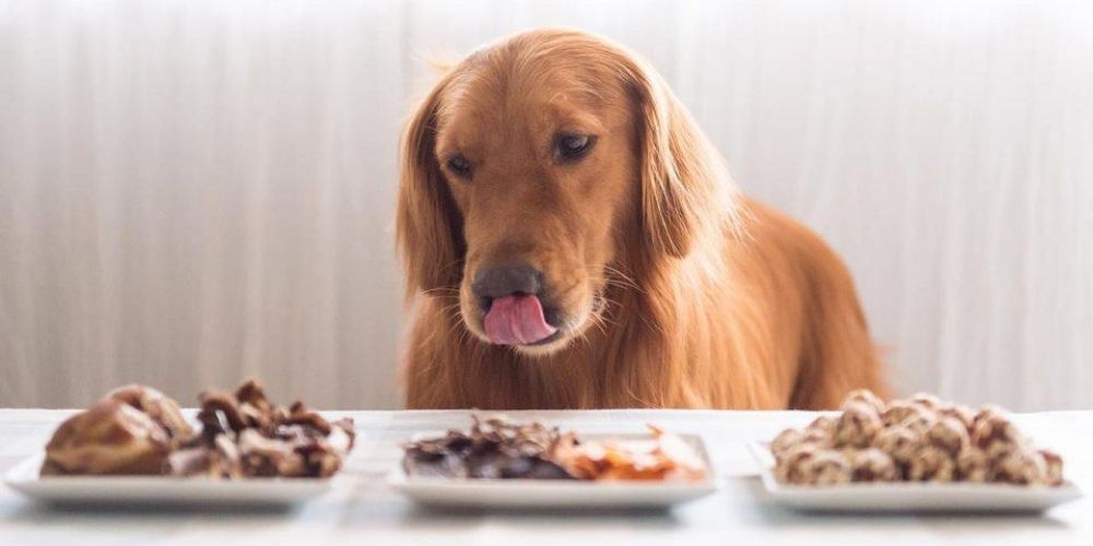 Cane marrone in piedi davanti a 3 piatti con cibo diverso e si lecca il muso