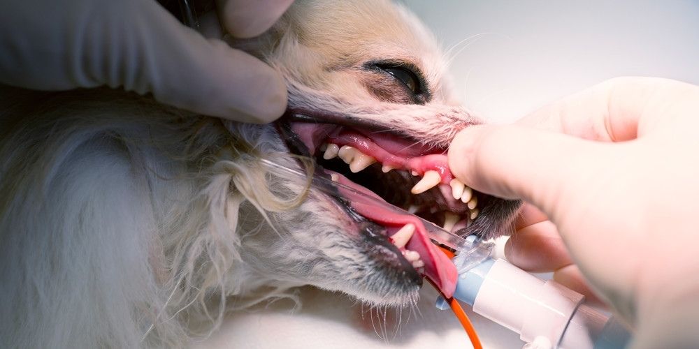 Chihuahua sdraiato a bocca aperta sul tavolo operatorio e sottoposto ad anestesia per la rimozione del tartaro