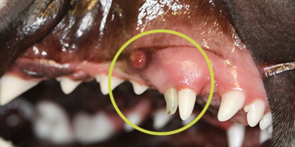 Bocca aperta del cane con denti cerchiati Malocclusione - due denti crescono troppo vicini, uno muore