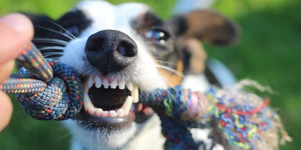 Jack Russell Terrier tira i giocattoli per cani e mostra i denti nel farlo