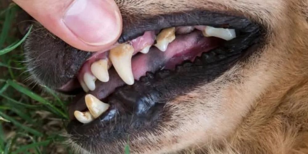 Il pollice apre la bocca del cane e indica il tartaro sul cane.