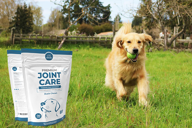 Golden Retriever che gioca in un prato con una pallina da tennis in bocca - accanto il prodotto Premium Joint Care di Anicare.