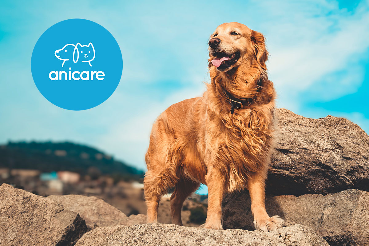 Logo Anicare con cane su una roccia al vento