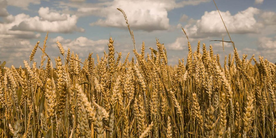 campo di grano