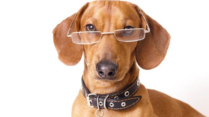 Petlab Co Joint Care