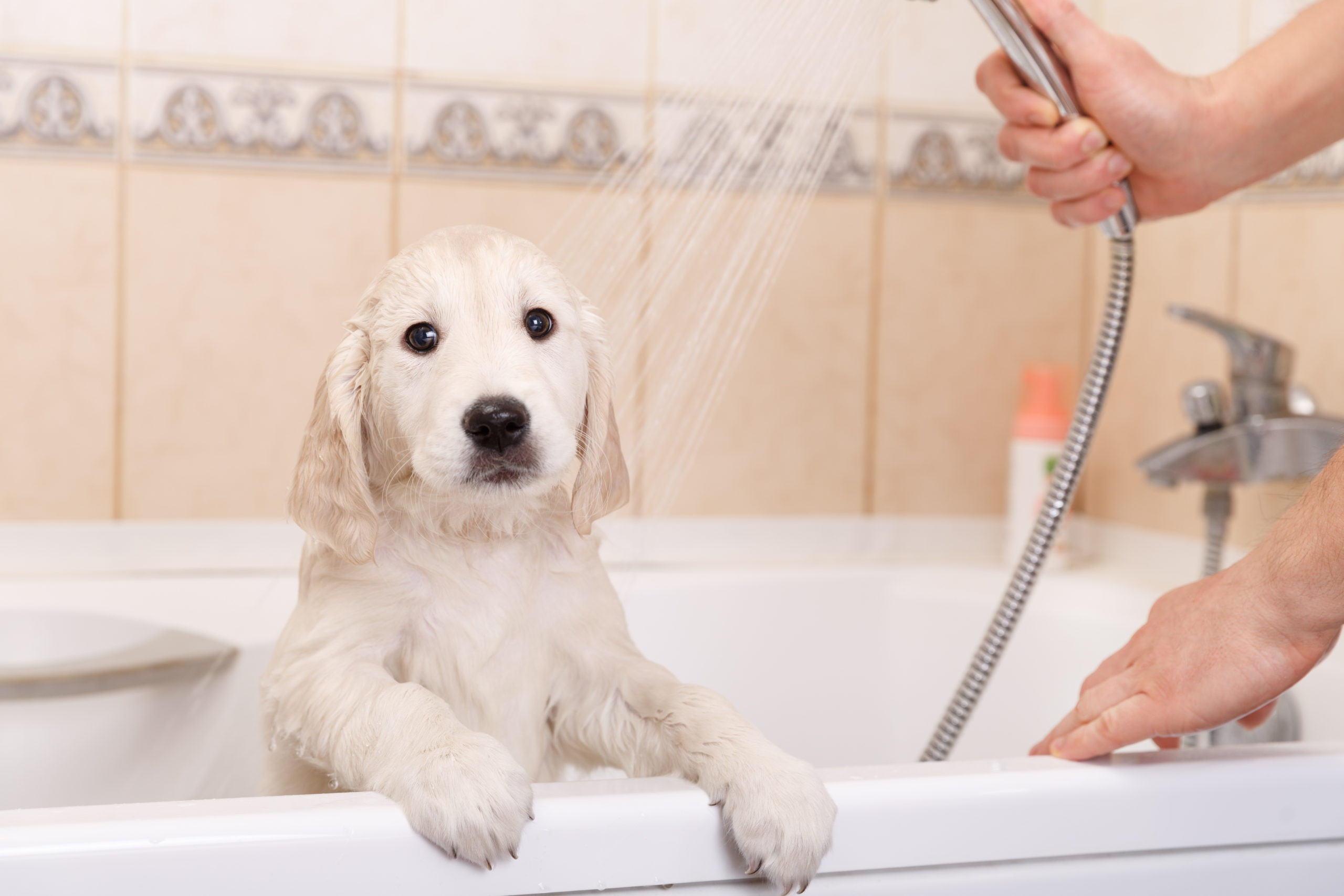 Il cane viene ricoperto dal Natural Itch Relief Shampoo
