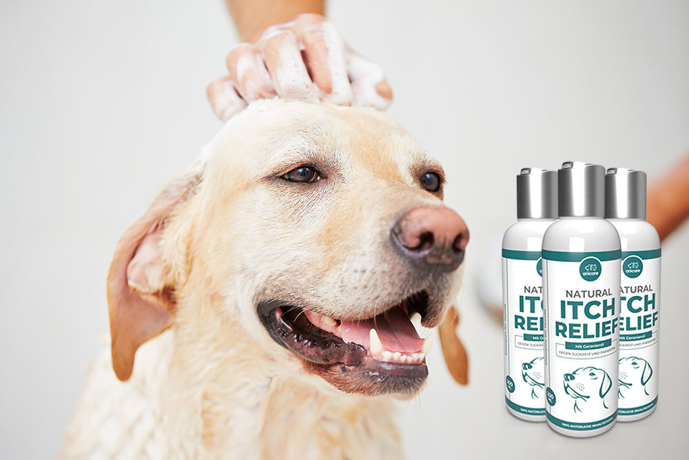 Il cane viene ricoperto dal Natural Itch Relief Shampoo